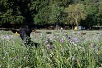 Cabras murciano-granadinas en la finca Sa Cabreta Cabras murciano-granadinas en la finca Sa Cabreta