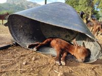 Ganadería de agricultura ecológica en Sa Cabreta, Mallorca